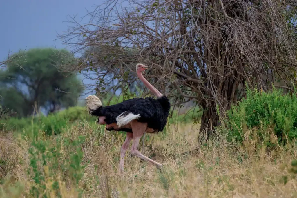 Avestruz en la sabana durante un safari en Tanzania
