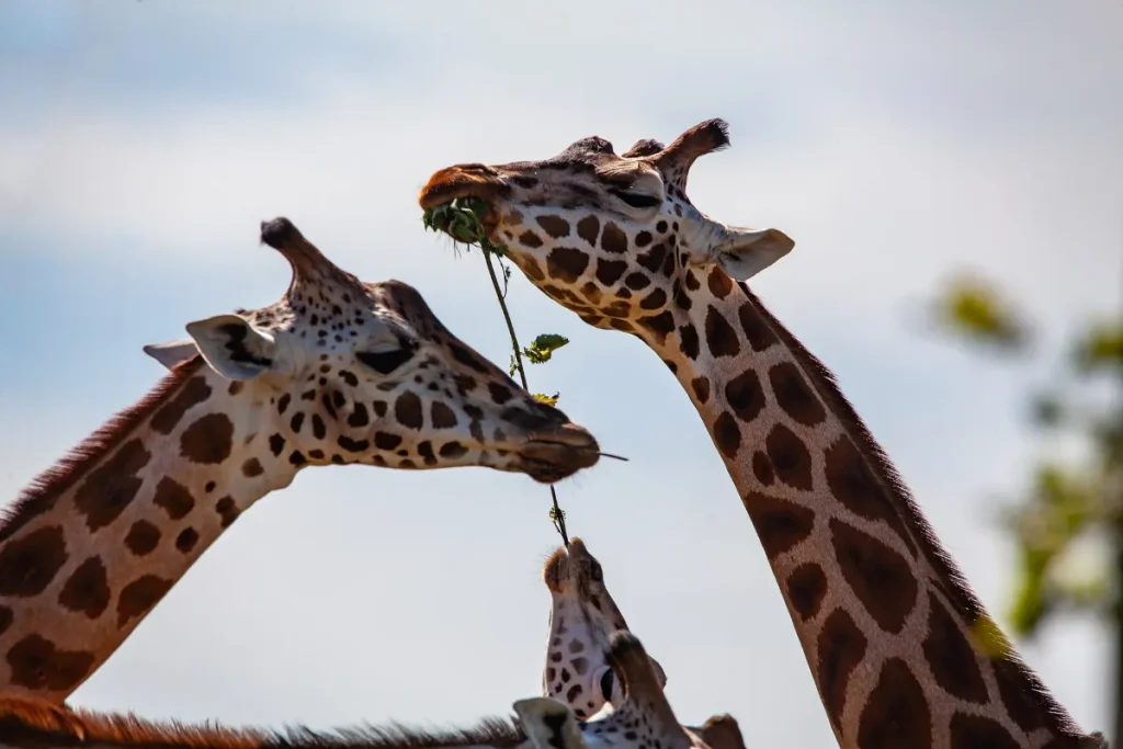El mejor safari por Tanzania