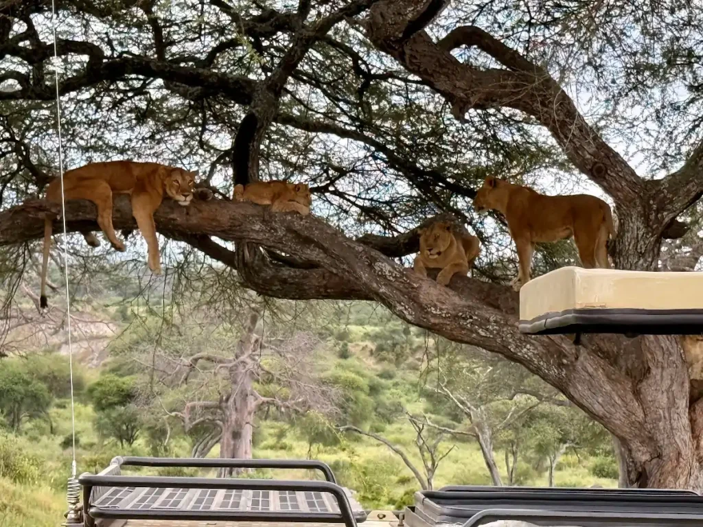 Cómo viven los leones en el Serengueti