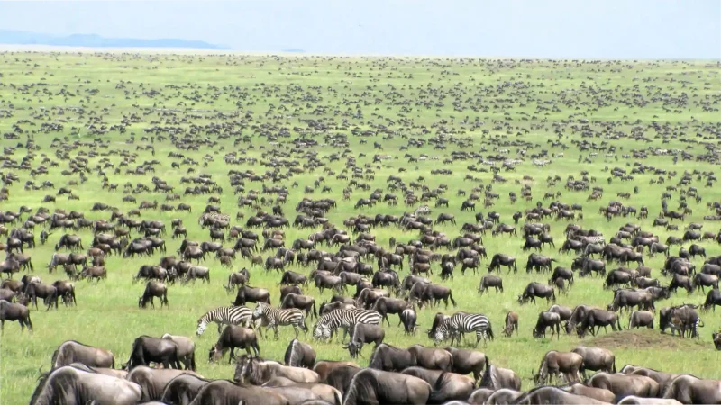 Serengeti National Park - Safaris Africa United