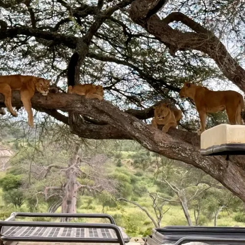 Cómo viven los leones en el Serengueti