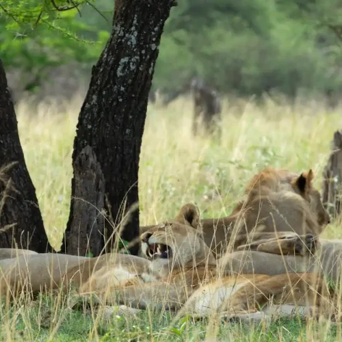 Safaris África United