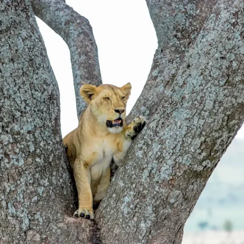 Cómo viven los leones en el Serengueti