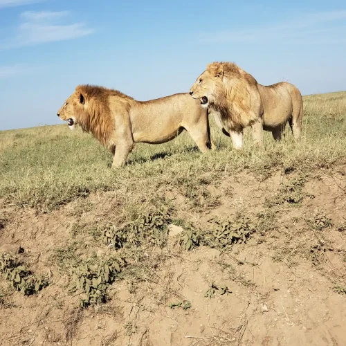 Cómo viven los leones en el Serengueti