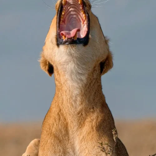 Safaris África United