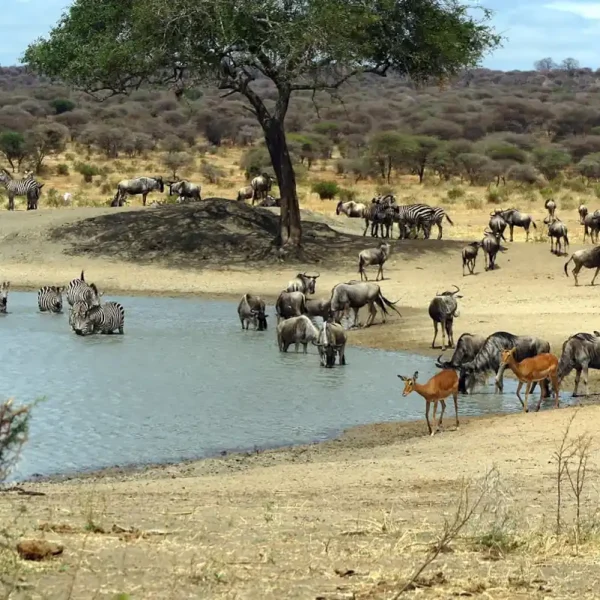 Consejos para un safari por Tanzania