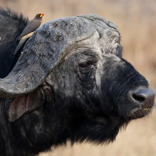 Consejos para un safari por Tanzania