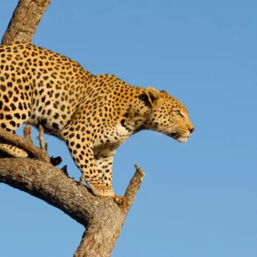 Leopardo sobre un árbol en safari
