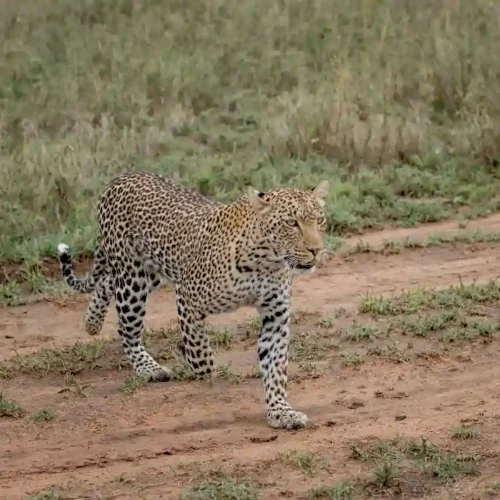 Guepardos y leopardos