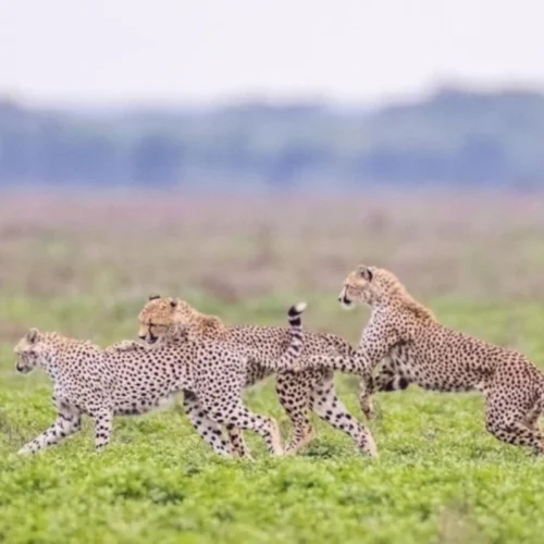Grupo de guepardos en safari por Tanzania