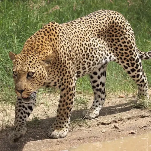 Guepardos y leopardos