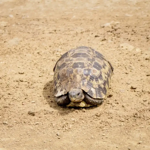 El mejor safari por Tanzania