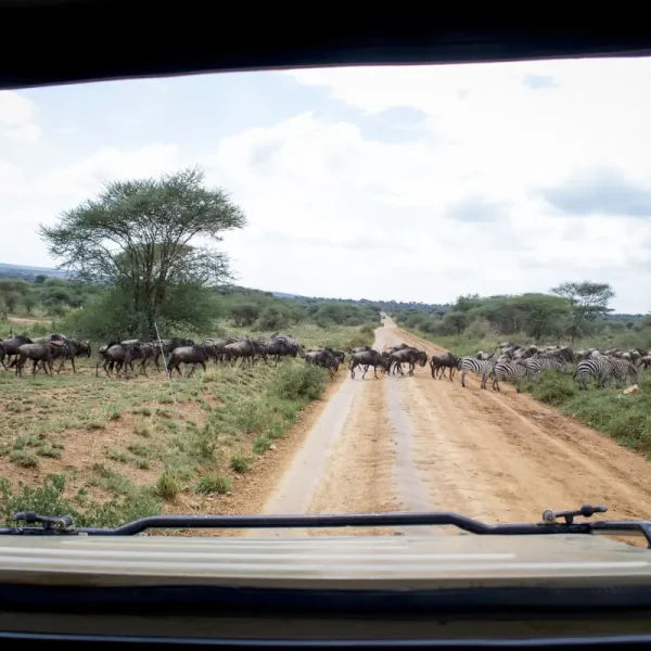 El mejor safari por Tanzania