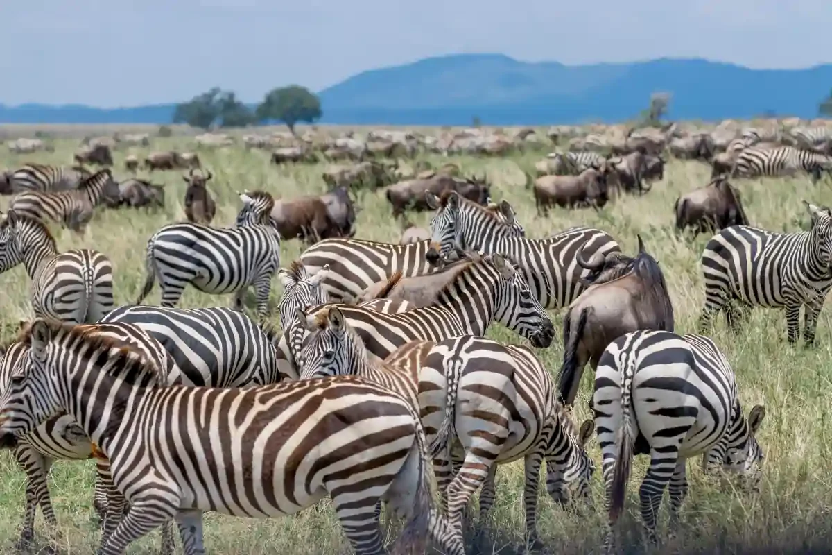 Herd of zebras on safari in the Serengeti
