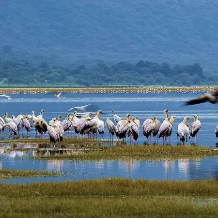 Birds perched and wading near the shores of Lake Manyara, surrounded by lush greenery