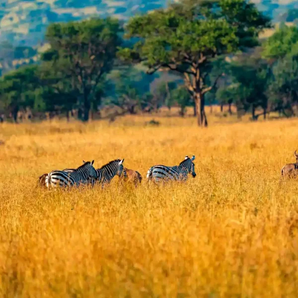 Safaris Africa United - Los mejores safaris de Tanzania