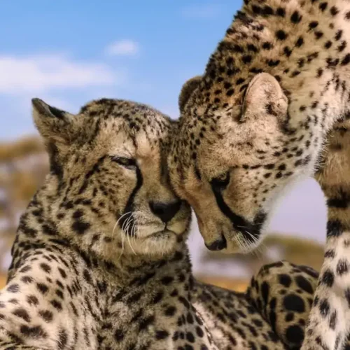 Leopardos en libertad