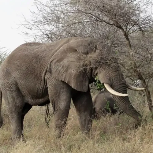 Myths and truths about a safari in Tanzania