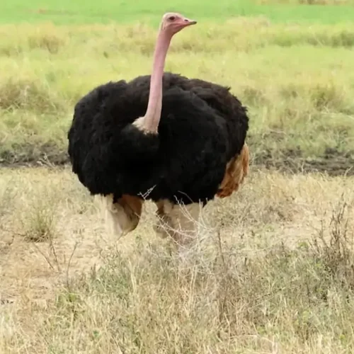 Ostrich in the middle of the savanna