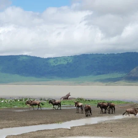 View of the Ngorongoro Crater with wildlife roaming freely in its lush landscape.