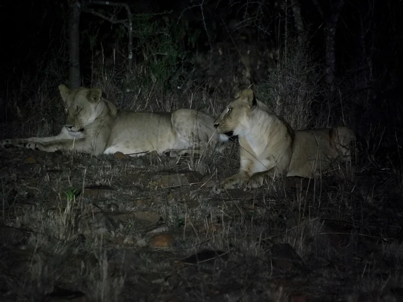 Night safaris