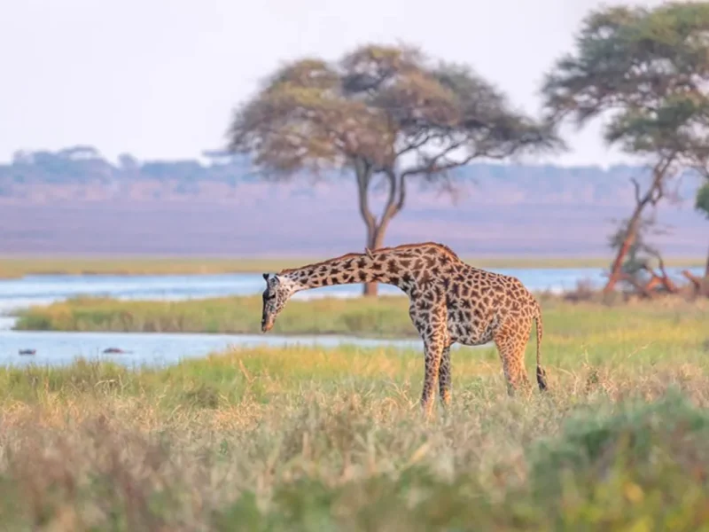 Jirafa observada durante un safari en Tanzania