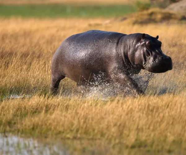 Safari con niños en Tanzania