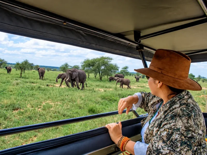 Safari privado en Tanzania entre elefantes