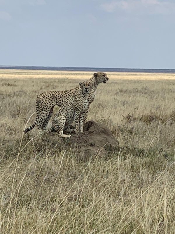 Serengeti - Safaris por Tanzania