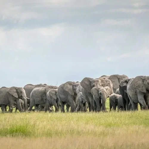Herd of Tanzanian elephants