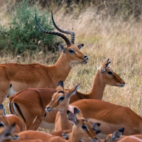 Antelopes in the Tarangire savanna