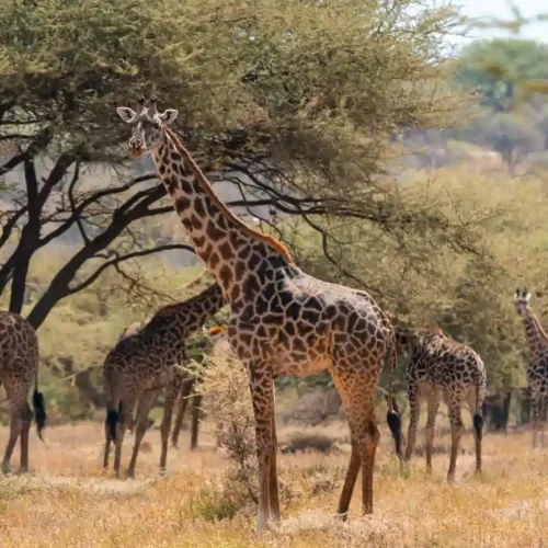 Giraffe at peace in the wild