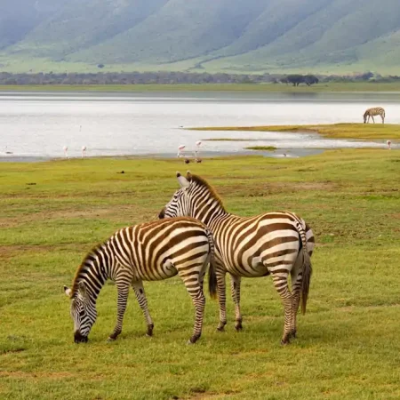 Zebras grazing on the lush plains of the Ngorongoro Crater, a key wildlife attraction